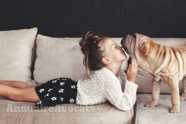 Garde alternée … d’animaux de compagnie !